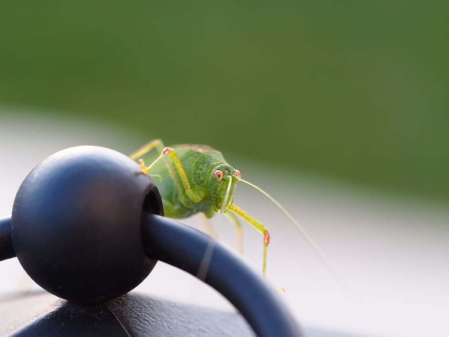 grasshopper, insect, green, nature, close up, macro, animal world HD wallpaper