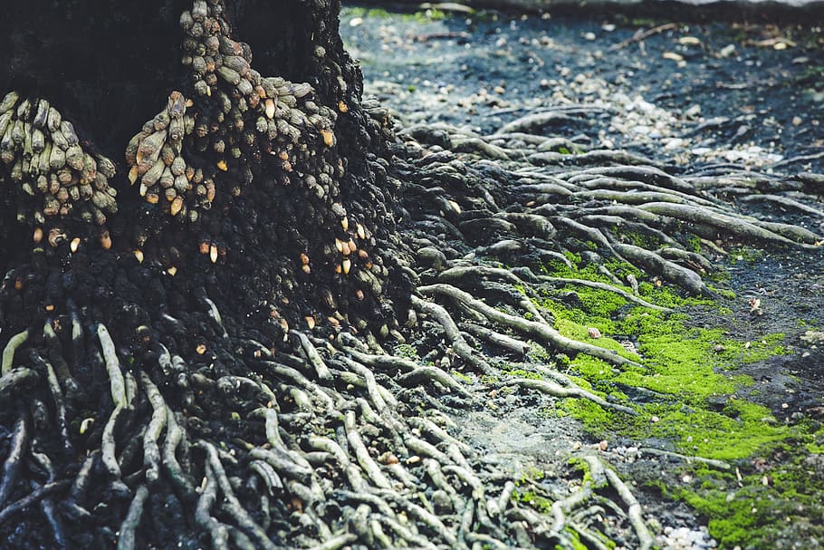 Roots Of A Tree, ground, nature, day, land, plant, no people HD wallpaper