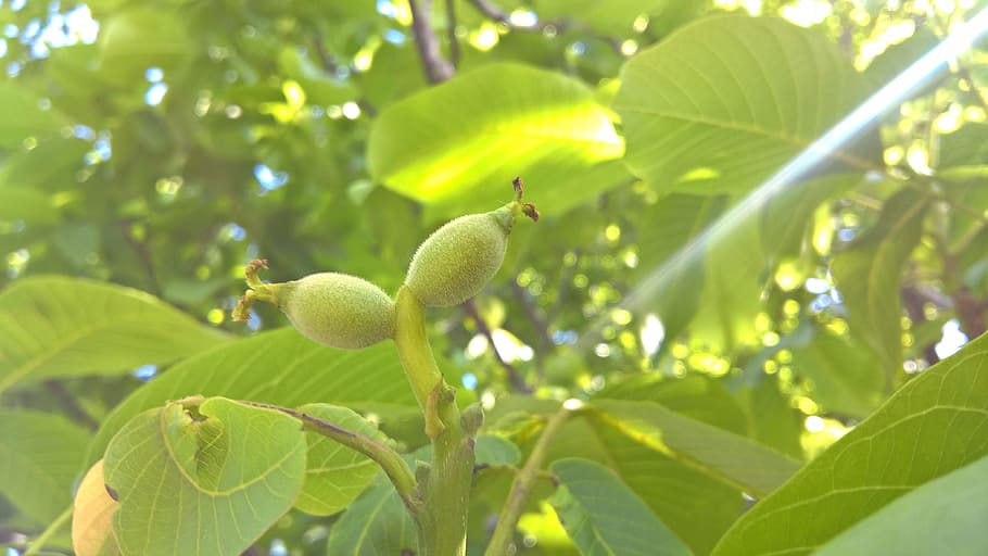 walnut, green, light, sunlight, garden, spring, nature, fruit HD wallpaper