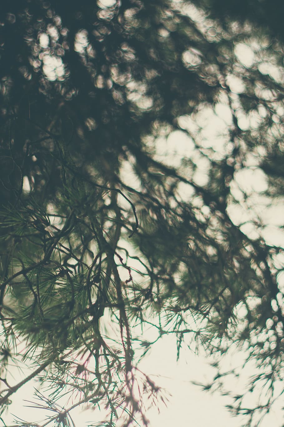 green-leafed tree, plant, low angle view, nature, no people, day HD wallpaper