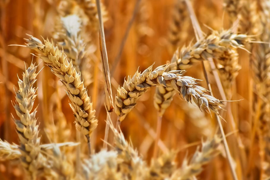 field, wheat, summer, harvest, nature, agriculture, landscape HD wallpaper
