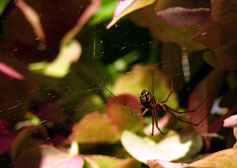 spider, web, flowers, nature, hydrangeas, colors, garden, insect HD wallpaper