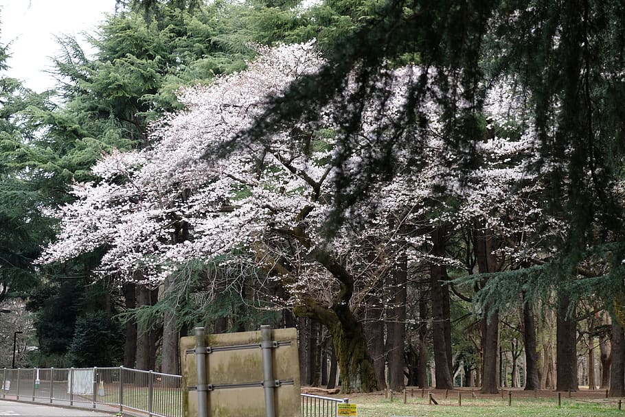 plant, tree, flower, blossom, tree trunk, outdoors, garden HD wallpaper