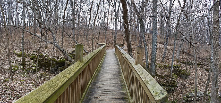 bridge, walkway, pathway, trail, nature, trees, forest, winter HD wallpaper