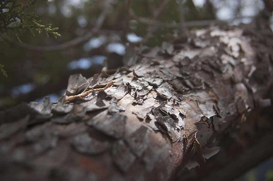 united states, mingus mountain, trees, bark, wood, forest, selective focus, HD wallpaper