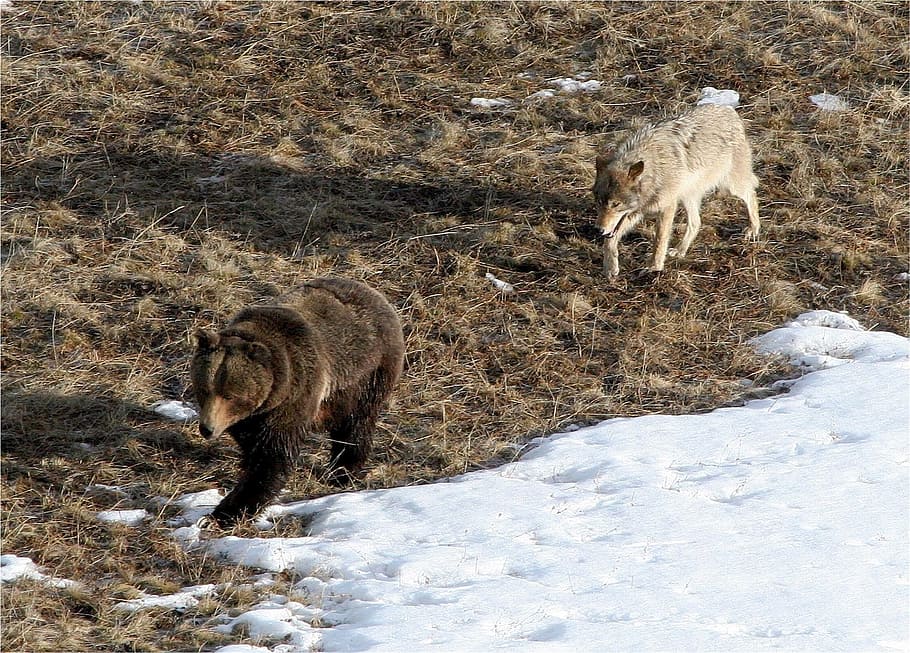 grizzly, bear, wolf, wild, animal, snow, winter, cold temperature HD wallpaper