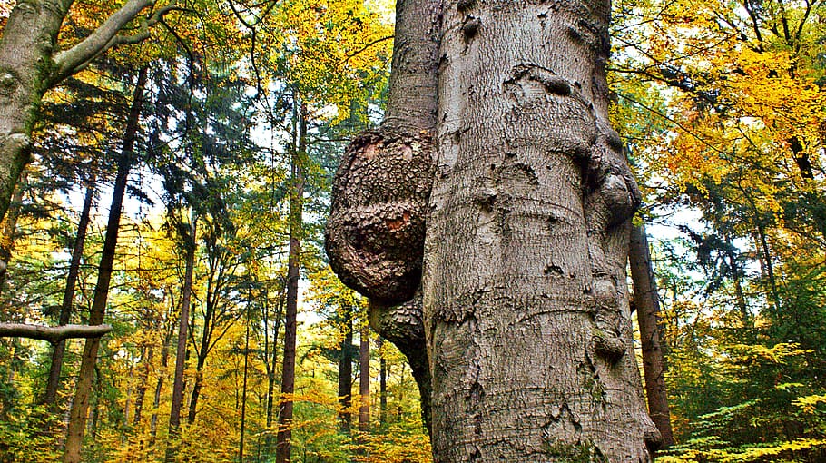 tree, tree trunk, tumor, autumn, natural, pore, wood, old, hardwood HD wallpaper