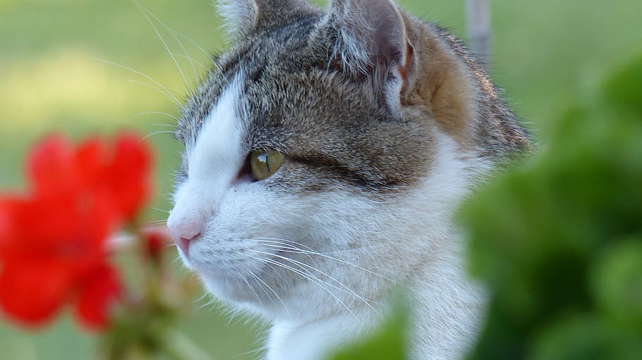 cat, nature, animal, nice, animal themes, mammal, one animal HD wallpaper
