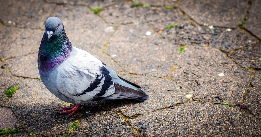 pigeon, stone, ground, bricks, bird, nature, rest, city, animal wildlife, HD wallpaper