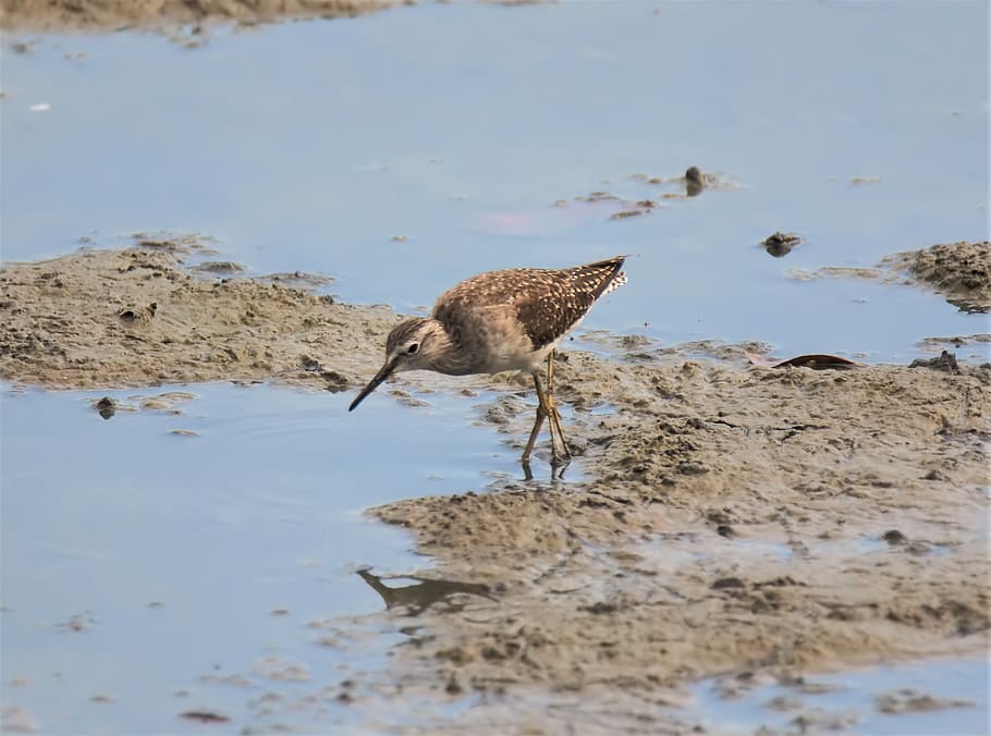 migratory, bird, wild, wildlife, natural, nature, wet, land HD wallpaper