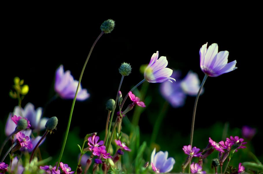 anemone, nature, flower, flowering plant, freshness, beauty in nature HD wallpaper