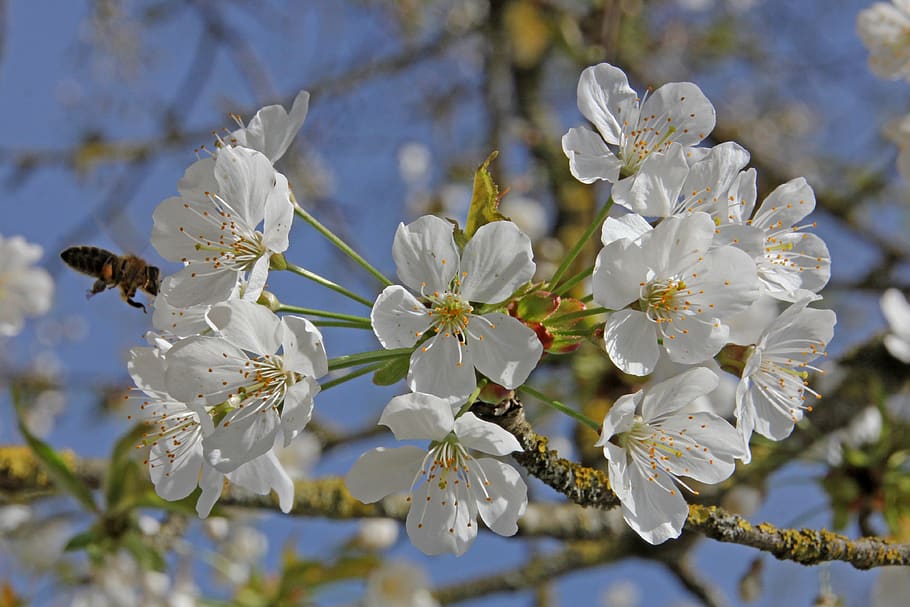 cherry blossom, bloom, bee, nature, spring, tree, cherry tree HD wallpaper