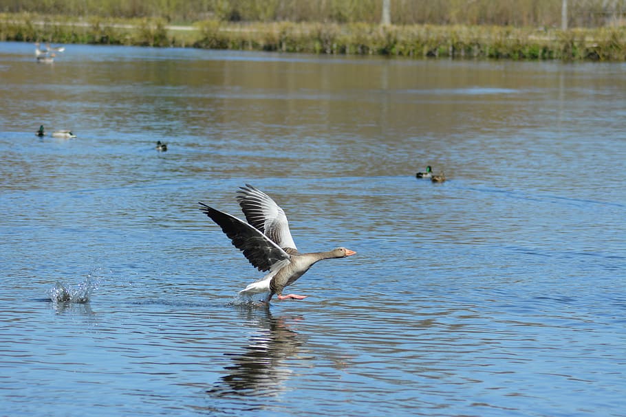 goose, landing, sky, blue, summer, plumage, poultry, flying HD wallpaper