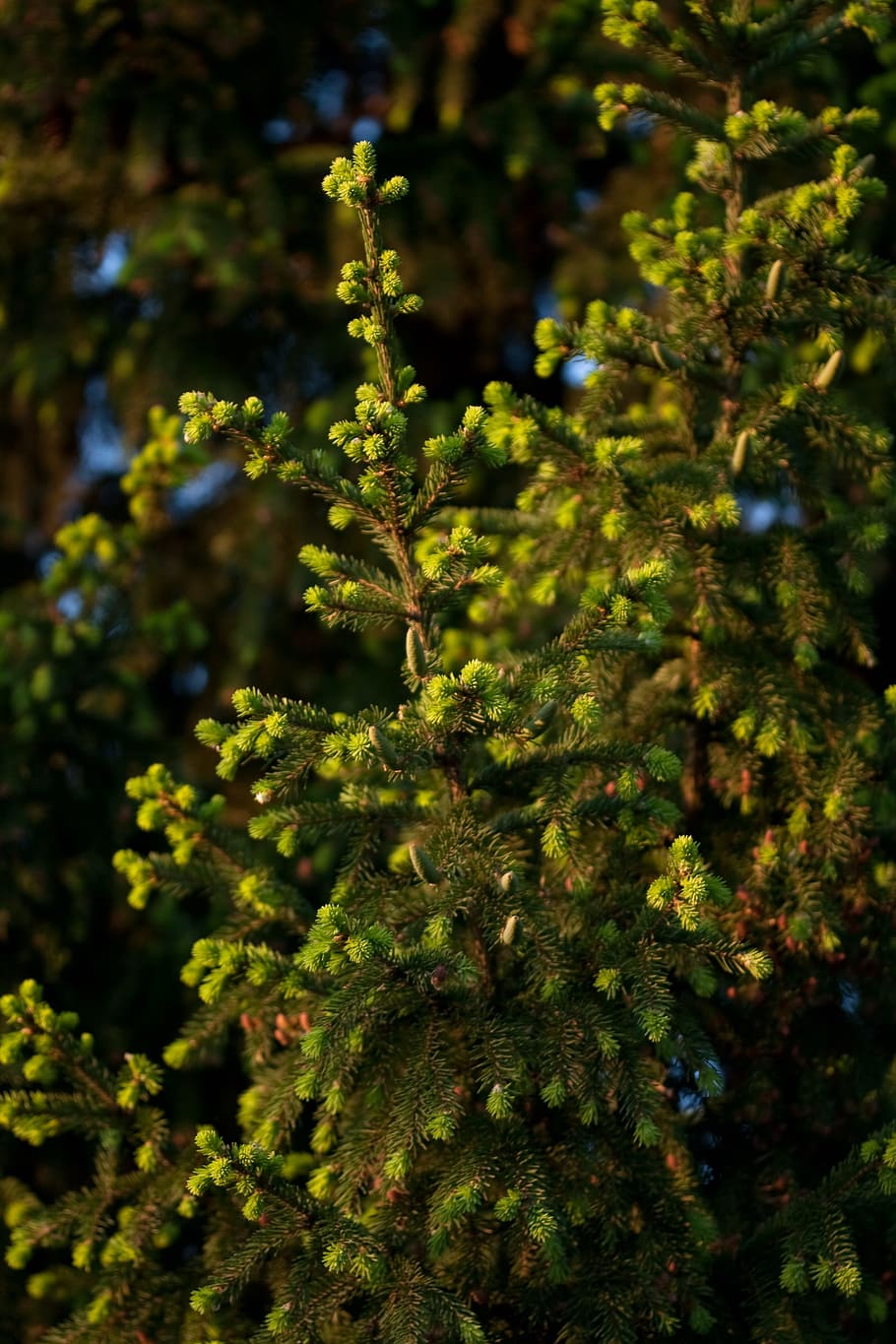 nature, pine, tree, plants, green, growth, green color, no people HD wallpaper