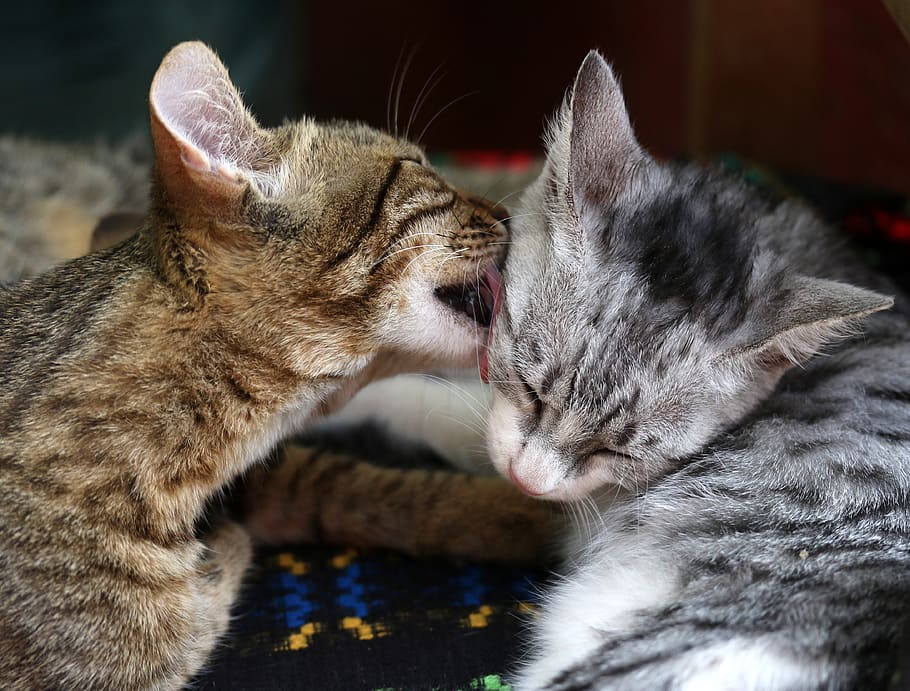 cats, love, two, play, feline, animals, together, adorable HD wallpaper