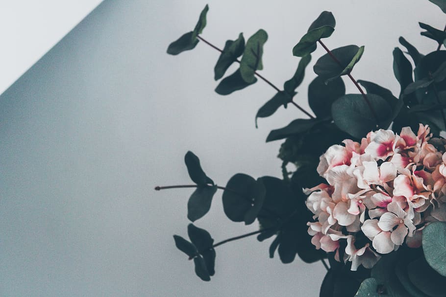 white-and-pink flowers, flowering plant, fragility, vulnerability HD wallpaper