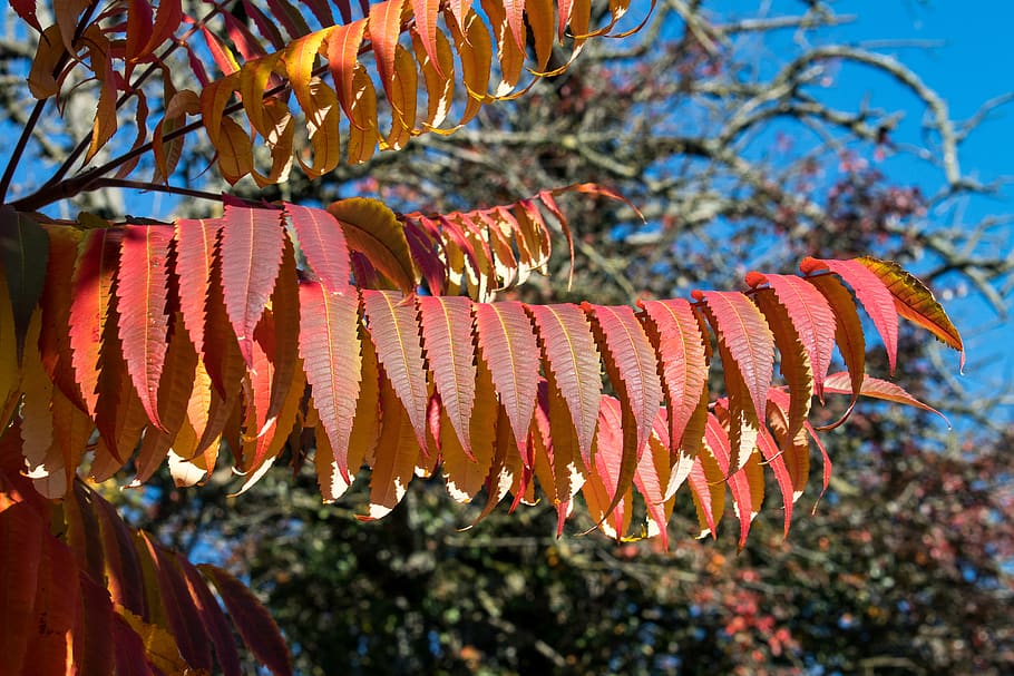 rhus, fall foliage, leaves, colorful, bright, autumn, fall color, HD wallpaper