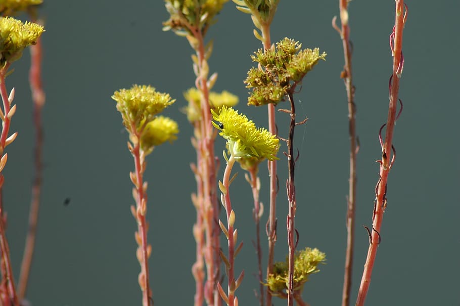nature, flower, flora, leaf, closeup, sedum, plant, flowering plant HD wallpaper