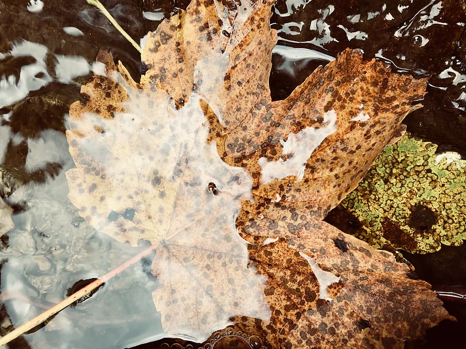 water, leaf, autumn, cold, yellow, creek, mountain, nature HD wallpaper