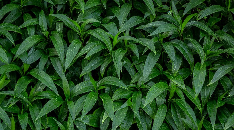 leaves, leaf, plants, nature, drops, dew, park, garden, green color HD wallpaper