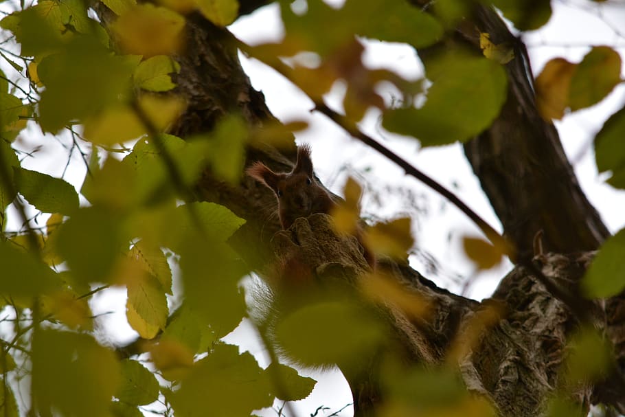 squirrel, crown, kuckkuck, branch, plant, tree, low angle view HD wallpaper