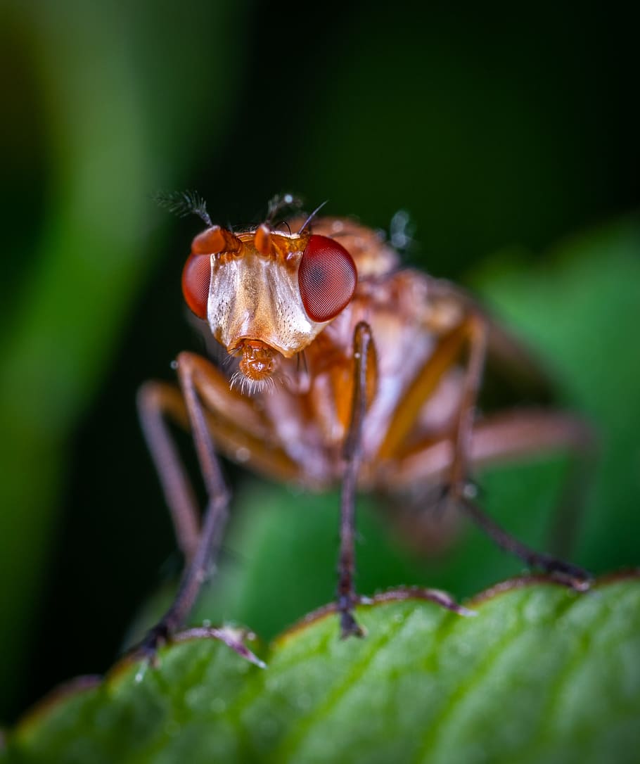 closeup photo of brown insect, fly, macro, inserc macro, fly face HD wallpaper