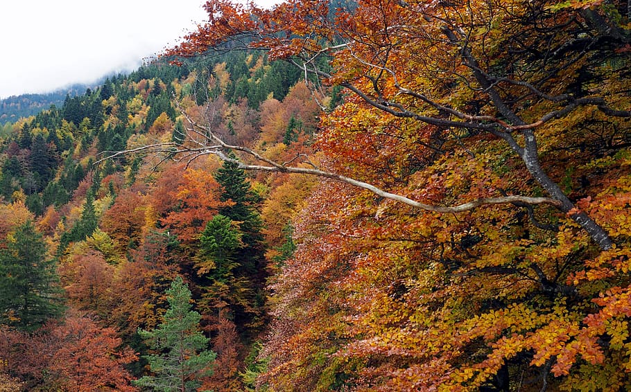 fall, orange, green, forest, trees, fir, mountain, mist, nature HD wallpaper