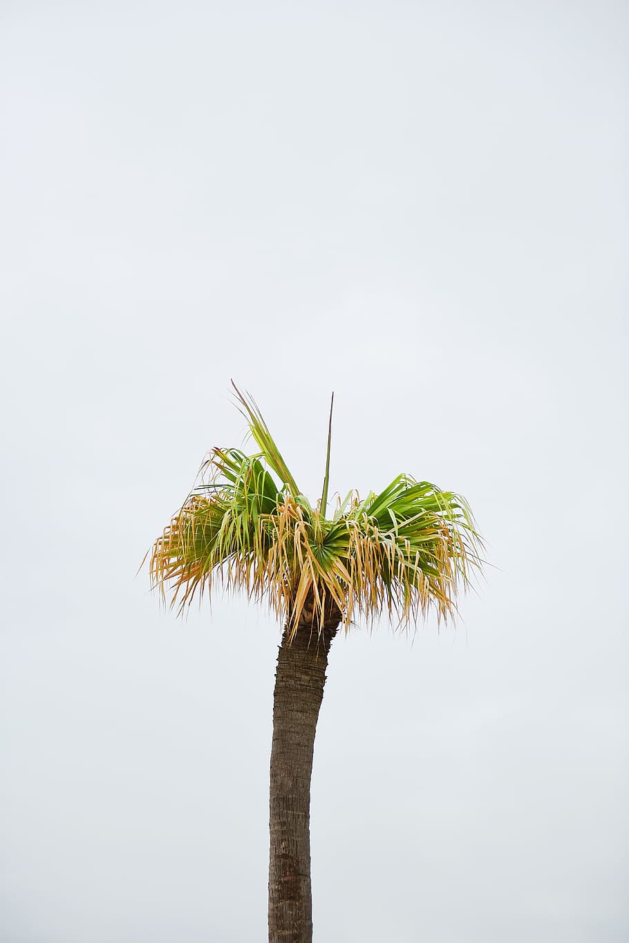 photo of brown and green palm tree, coconut tree, leaf, daylight HD wallpaper