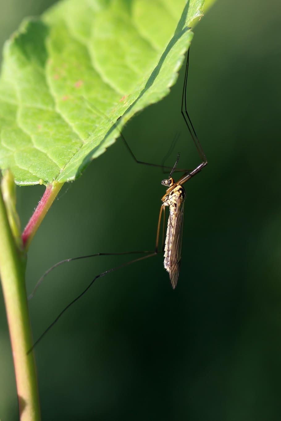 mosquito, insecta, leaf, macro, biology, fauna, invertebrate HD wallpaper