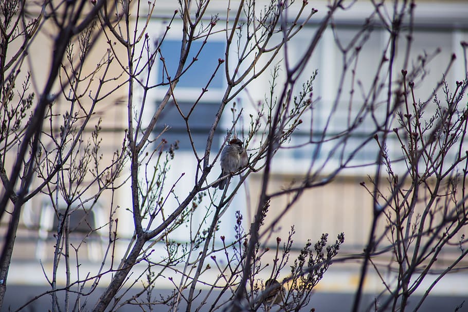 canada, montreal, villeray, tree, city, wildlife, passerine HD wallpaper
