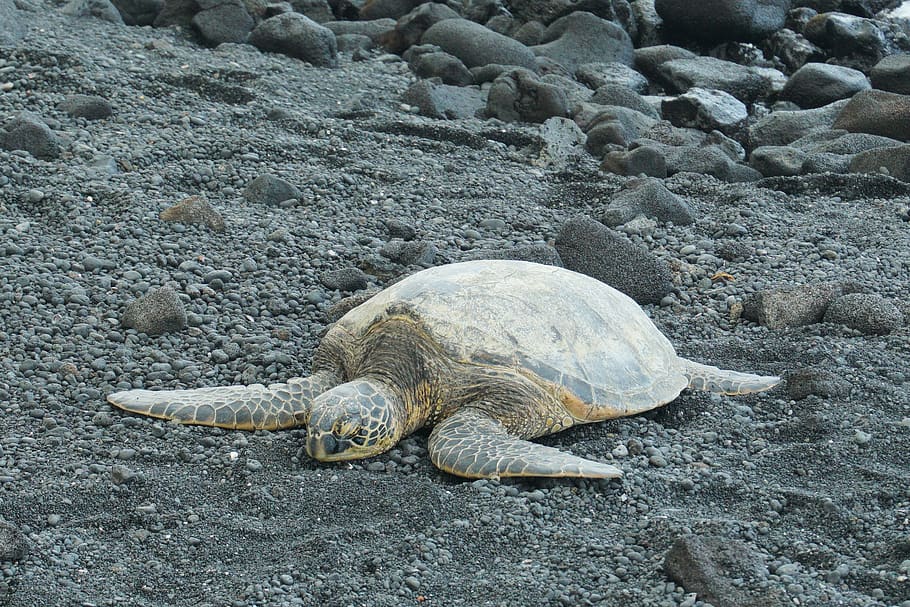 gray sea turtle on sand, reptile, animals in the wild, animal wildlife HD wallpaper