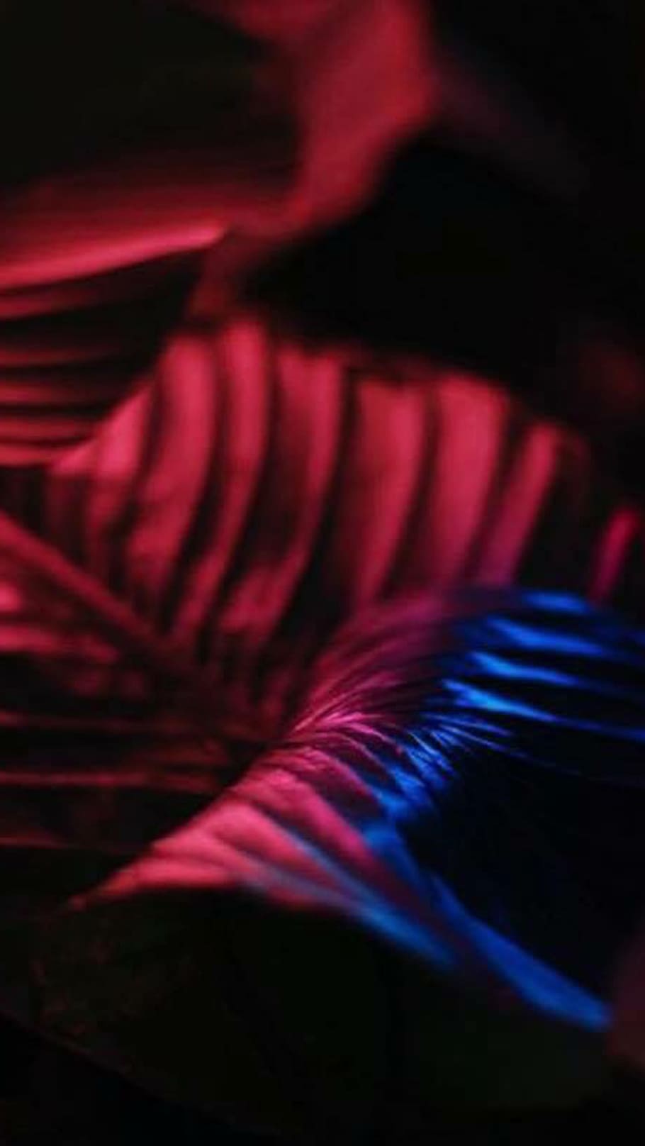 plant, leafe, blue, purple, pink, color, close-up, no people HD wallpaper