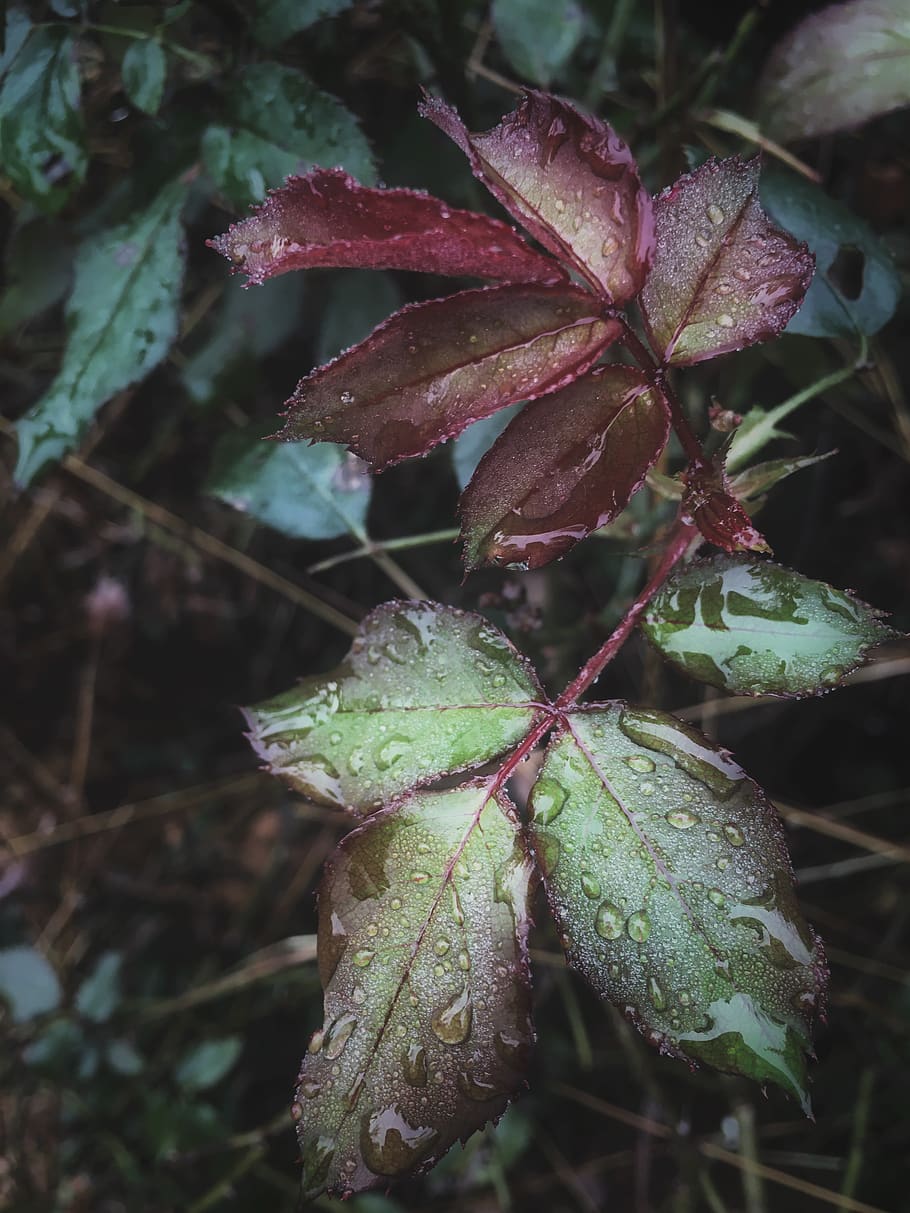 Water Dew on Green and Purple Leaf Plants, close-up, colors, environment HD wallpaper