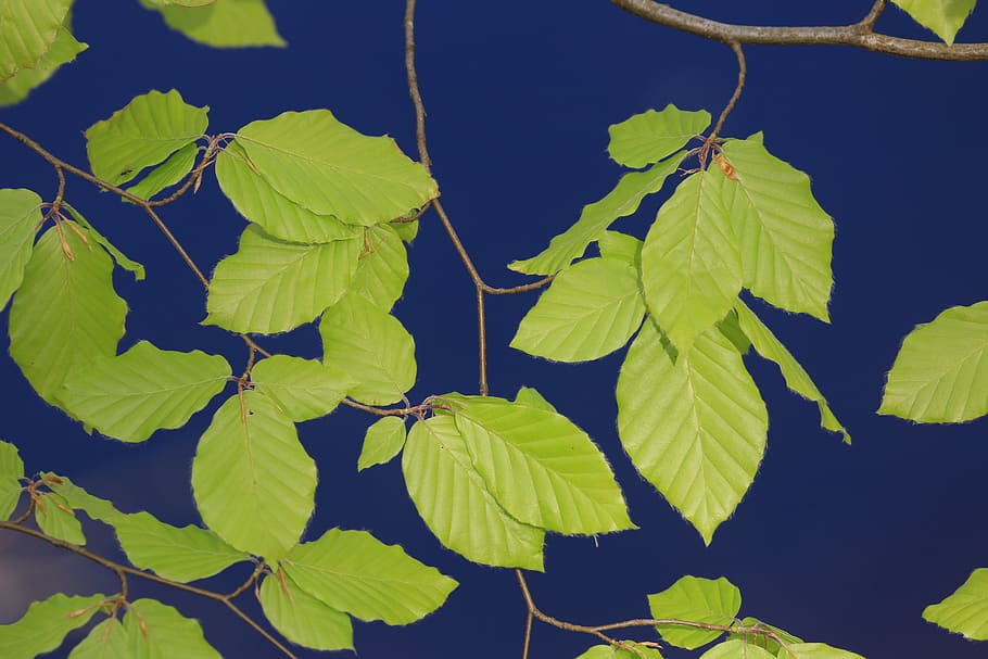 leaf, plant, tree, veins, green, beech tree, leaves, oak, vegetation HD wallpaper