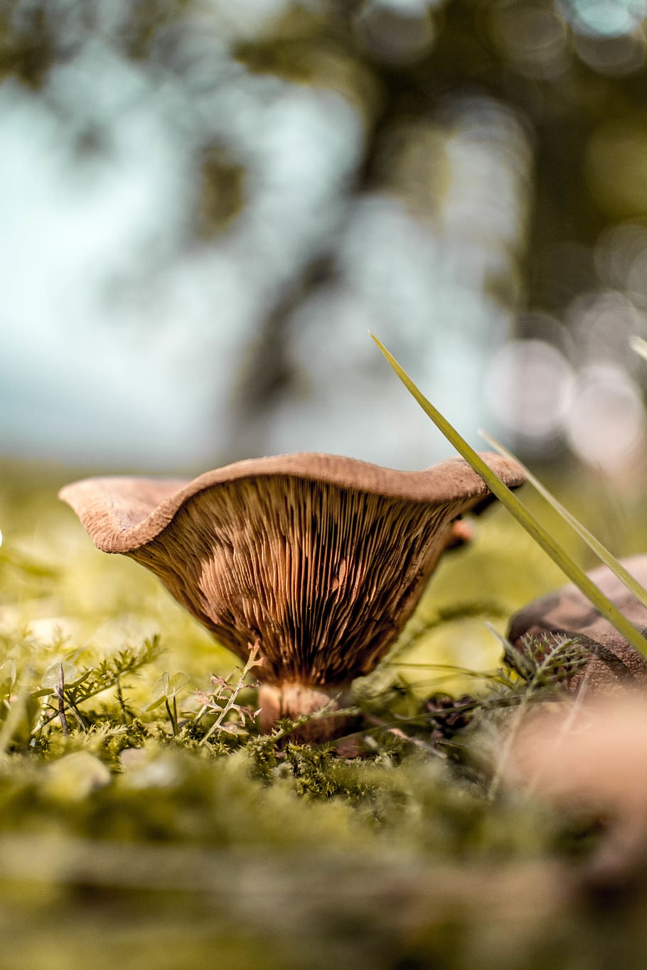 Brown Mushroom, fungus, macro, toadstool, plant, selective focus HD wallpaper
