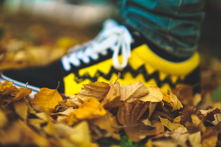 fall, seasons, leaves, shoe, vans, plant part, leaf, one person HD wallpaper