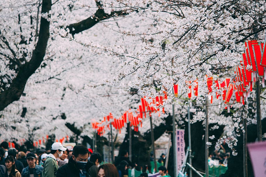 crowd walking under cherry blossoms, tree, plant, flower, flowering plant HD wallpaper