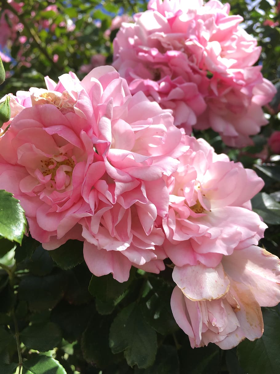 roses, flowering plant, vulnerability, pink color, beauty in nature HD wallpaper