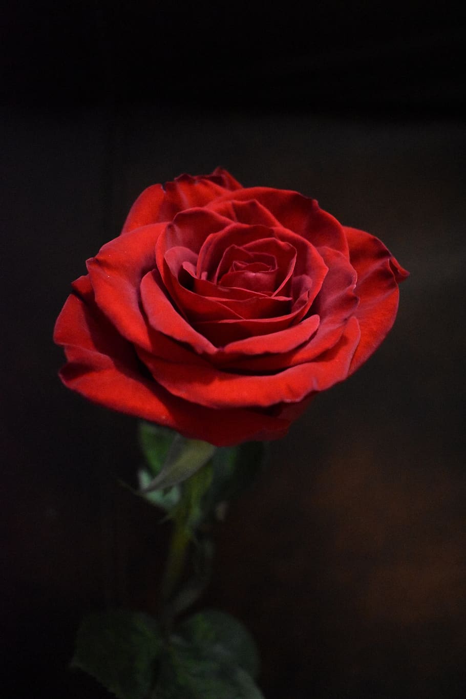 rose, red, petals, flower, flowering plant, rose - flower, beauty in nature HD wallpaper