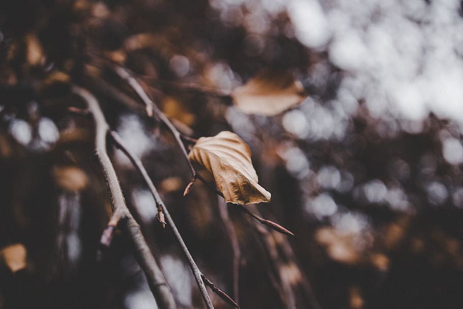 sheet, autumn, tree, nature, city, composition, plant, focus on foreground HD wallpaper