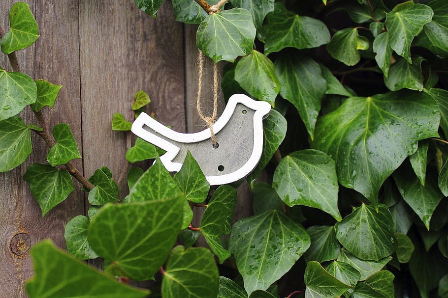 bird, pendant, decoration, early spring, leaf, ivy, nature HD wallpaper