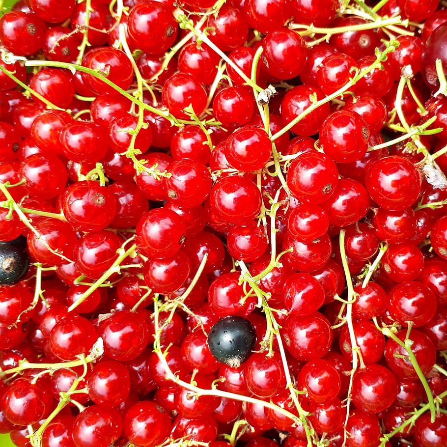 berries, summer, fruit, food, vitamins, fresh, nature, healthy HD wallpaper