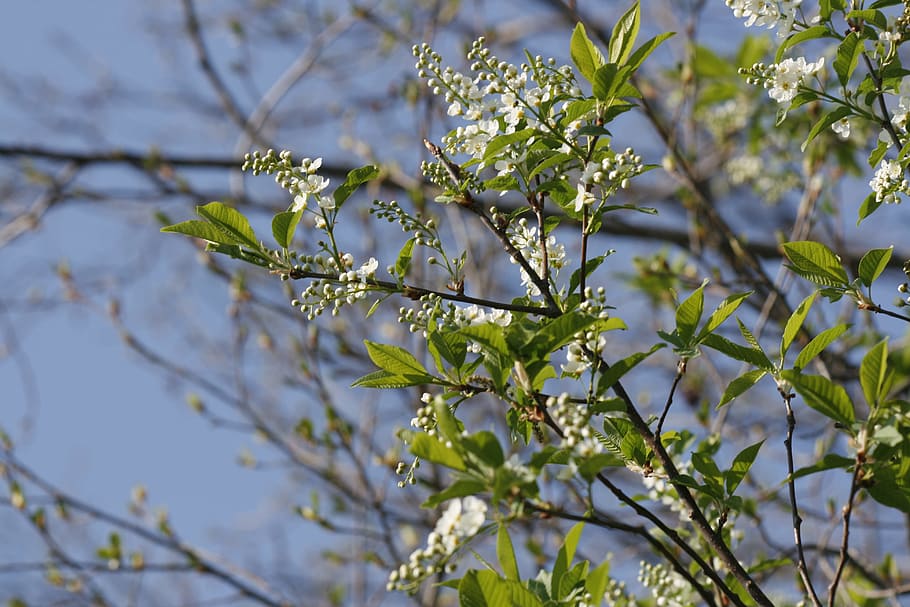 beautiful, blossom, bright, bunch, closeup, detail, flora, floral HD wallpaper