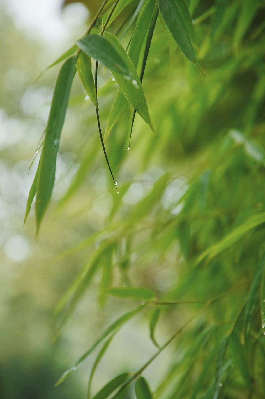 leaves, bamboo, forest, plant, green color, growth, close-up HD wallpaper