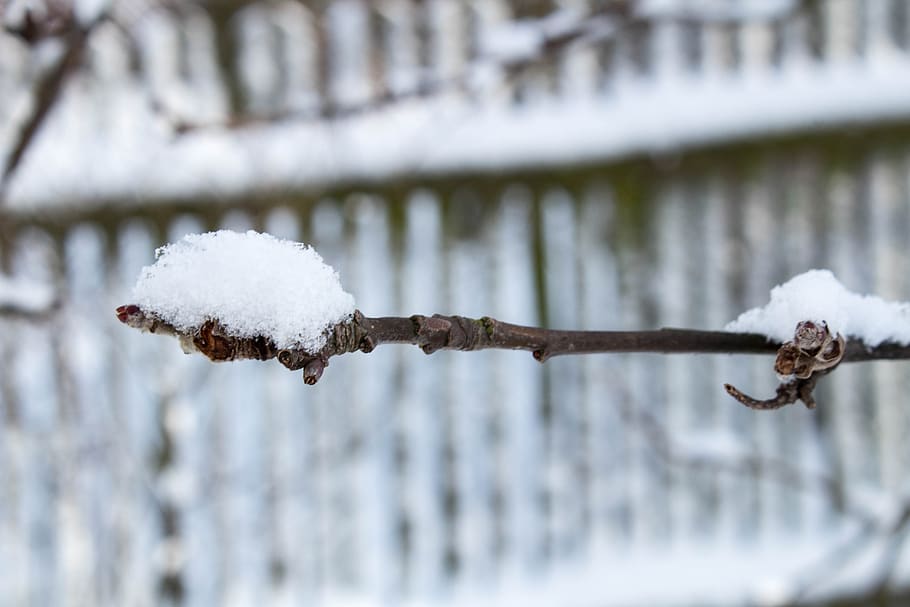 winter, snow, frost, tree, sprig, ośnieżona branch, the fence HD wallpaper