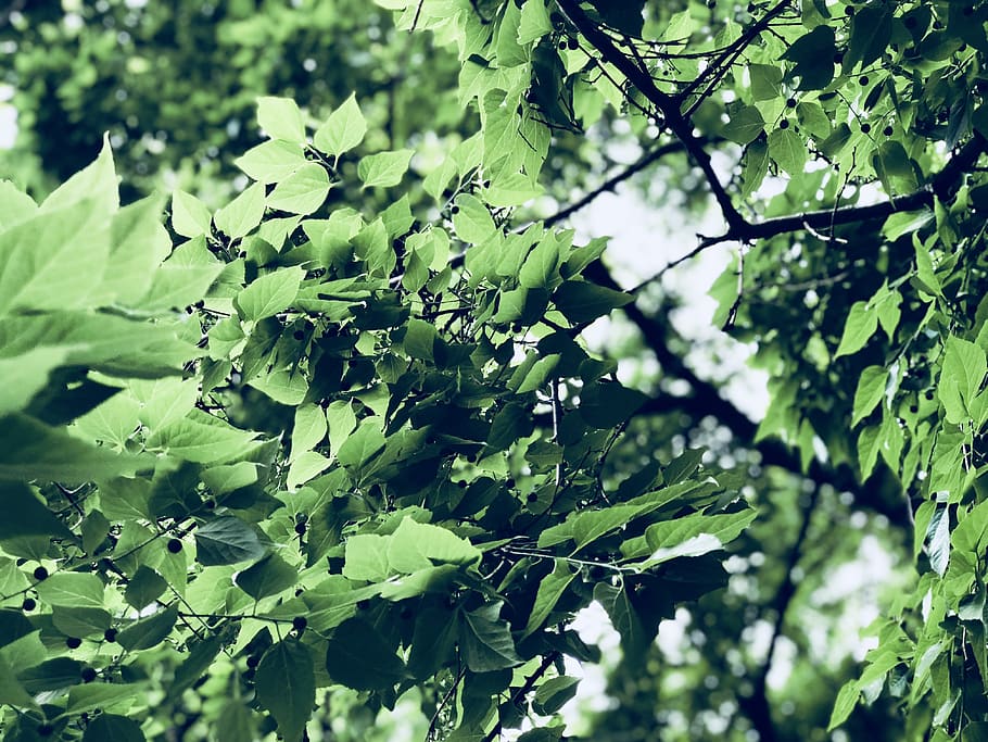 plant, leaf, tree, oak, vegetation, sycamore, green, spring HD wallpaper