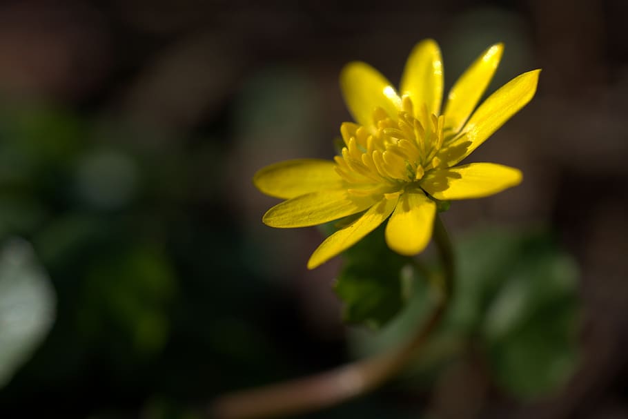 flower, garden, yellow, blossom, bloom, spring, summer, plant HD wallpaper
