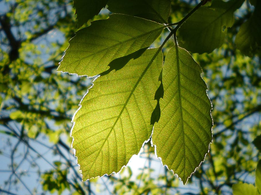 leaf, natural, vivid, wood, outdoors, plant, seasonal, green HD wallpaper