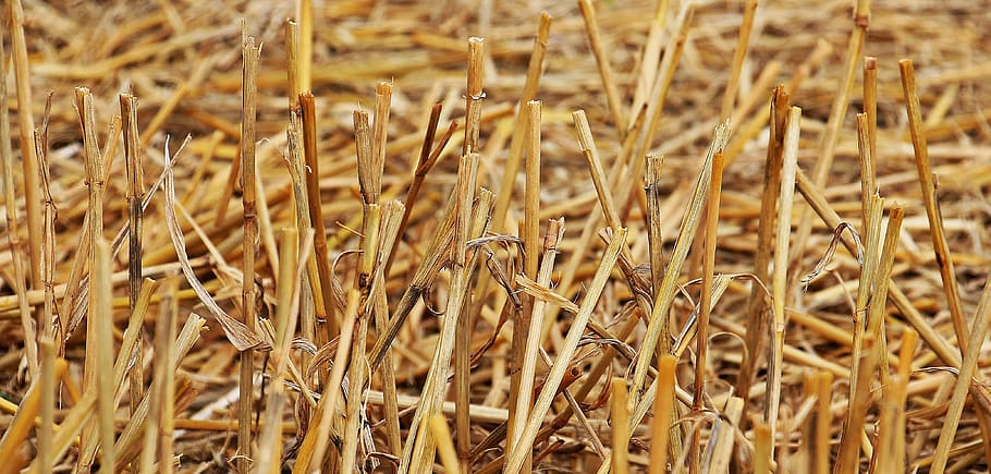 stubble, macro, nature, field, crop, hay, farm, plant, growth HD wallpaper