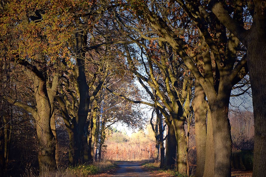 trees, away, avenue, road, nature, dark, late autumn, karg HD wallpaper